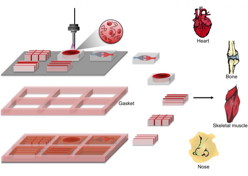 3D bioprinting